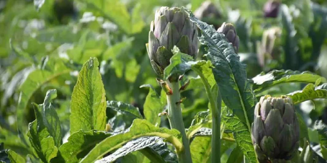 Kilosu değil tanesi 400 TL: 3 ülke kontratlar için sıraya girdi bile 5